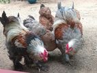 Brahma Chickens