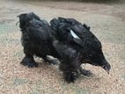 Brahma Chicks