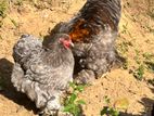 Brahma Chick