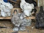 Brama Chicks