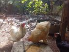 Brahma Chickens