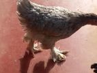 Brahma Chicken