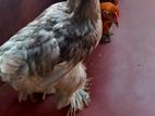 Brahma Chickens