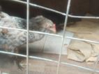 Brama Chicken