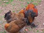 Brama Chickens