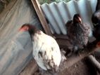 Brama Chicks