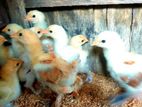 Brama Chicks