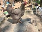 Farm Chickens