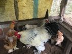 Brahma Chickens