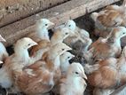 Brahma Chicks