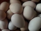 Brama egg