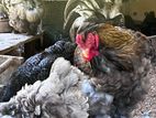 Brahma Chicken