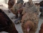 Brahma Chick