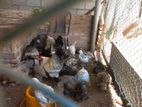 Brama Chicken