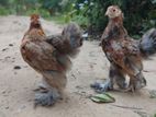 Brahma Chicken