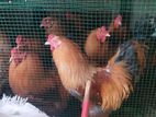 Brahma Chickens
