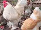 Brama Chicken