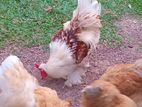 Brahma Chicken