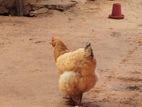 Brahma Chickens