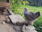 Brahma Chicken