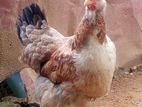 Farm Hens