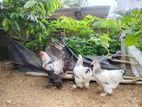 Bramah Chicken Breed