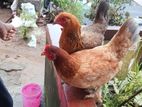 Braman Mix Hens