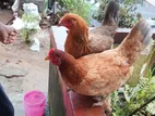 Braman Mix Hens
