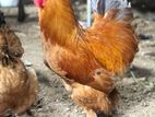 Brahmas