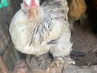 Brahma Chicken