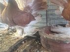 Pigeons