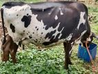 Friesian Cow