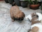 Shih Tzu Puppies