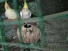 Breeding 12 Cage and Confirm Cocktail Pair