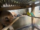 Breeding All Kind Of Love Birds