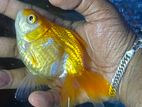 Breeding Big Gold Fish