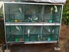 Bird Cage