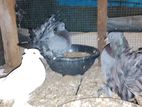 Breeding Fantail