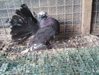 Pigeon