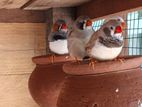 breeding finches