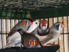 Finches Birds