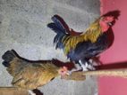 Bantam Chicken