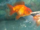 Breeding Gold Fish