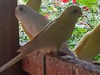 Breeding Love Bird