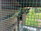 breeding love birds
