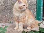 Ginger Cat for Crossing