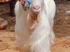 Male Goat