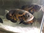 Breeding Oscar Fish Pair