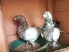 Timing Pigeons
