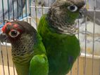 Breeding Paire